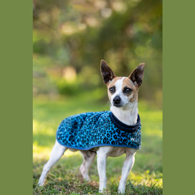 Photo of Stella
