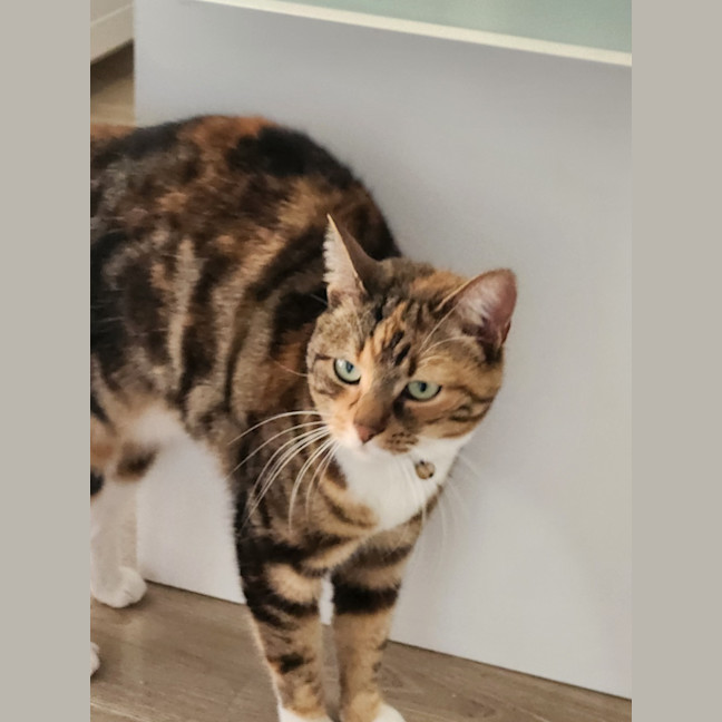 Photo of Juno