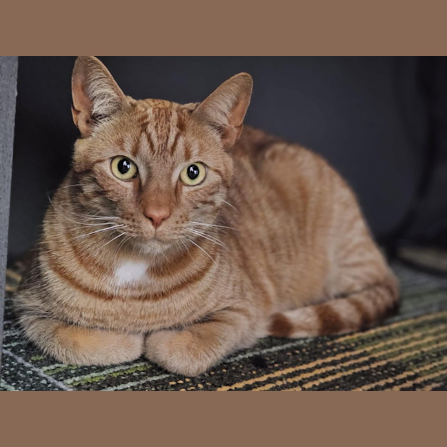 Photo of Pudding