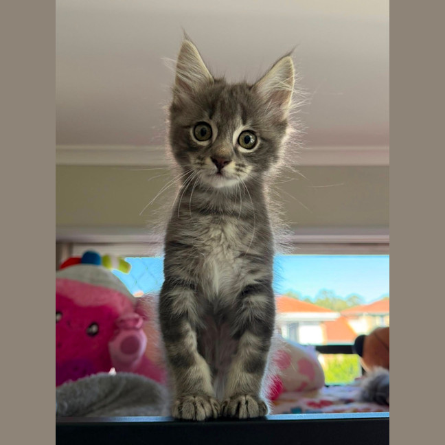 Photo of Winston