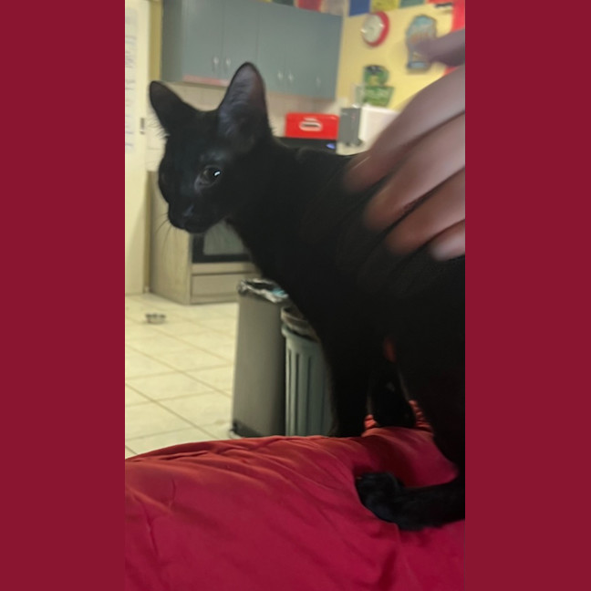 Photo of Cappa