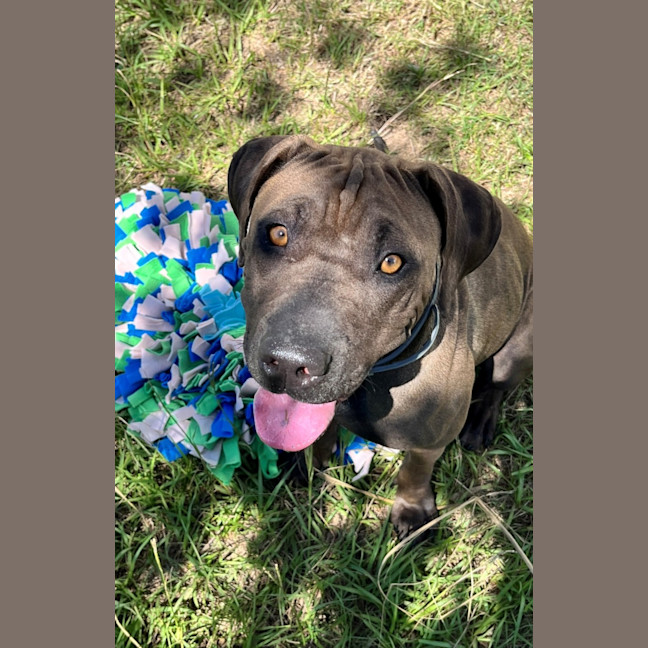 Photo of Lil' Moo (9038)