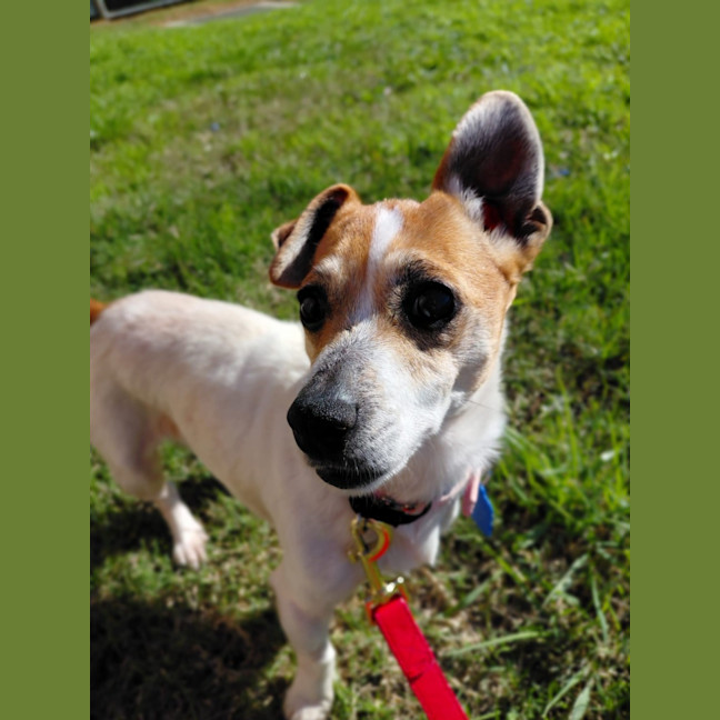 Photo of Dora