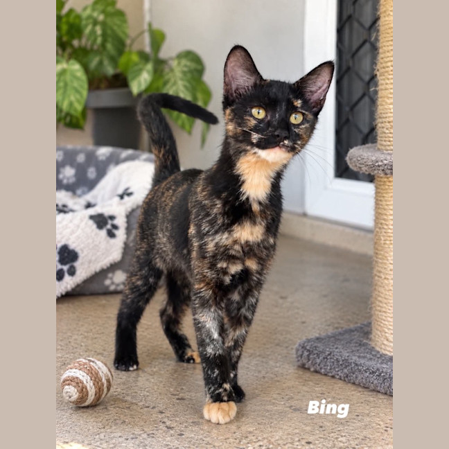 Photo of Bing