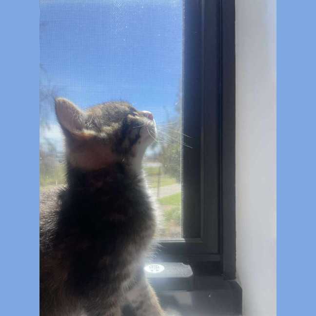 Photo of Pepper