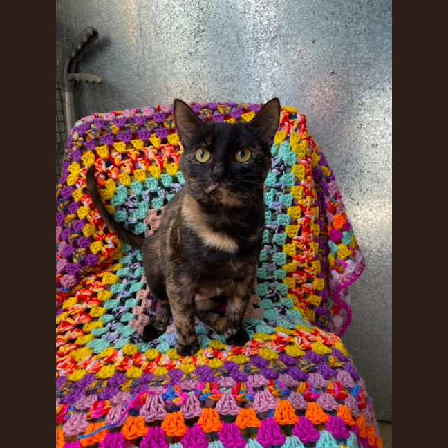 Photo of Cinders