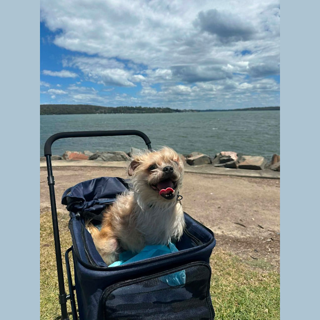 Photo of Otis   7 Year Old Brussels Griffon