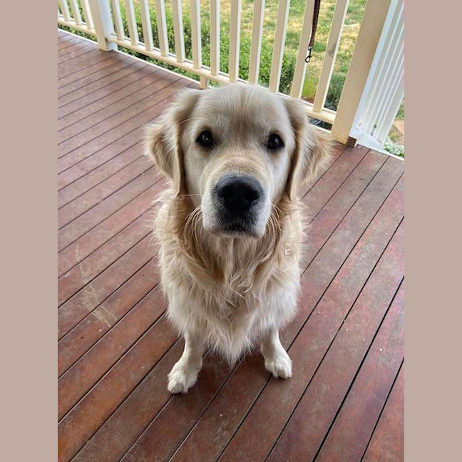 Photo of Bailey