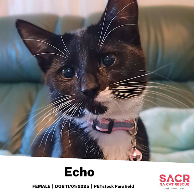 Photo of Echo
