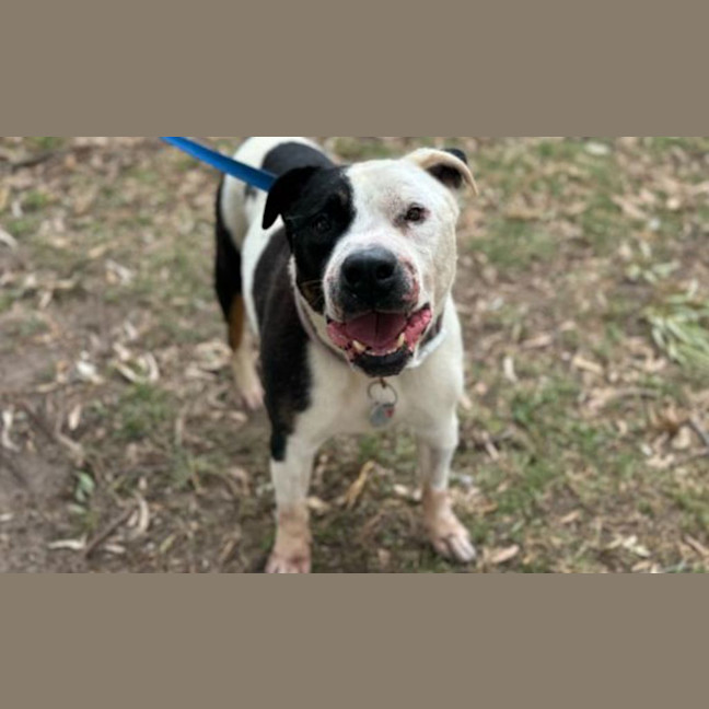 Photo of Nitro