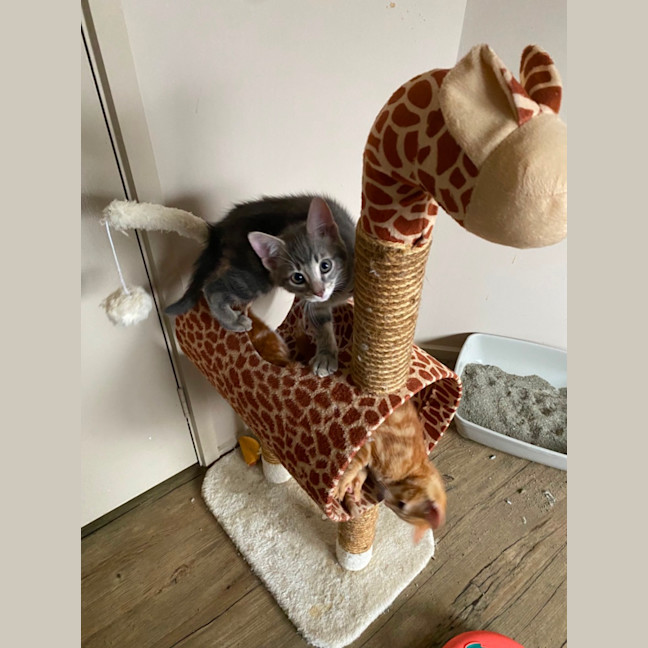 Photo of Earl Grey Meet Me At Pet Stock Carrum Downs