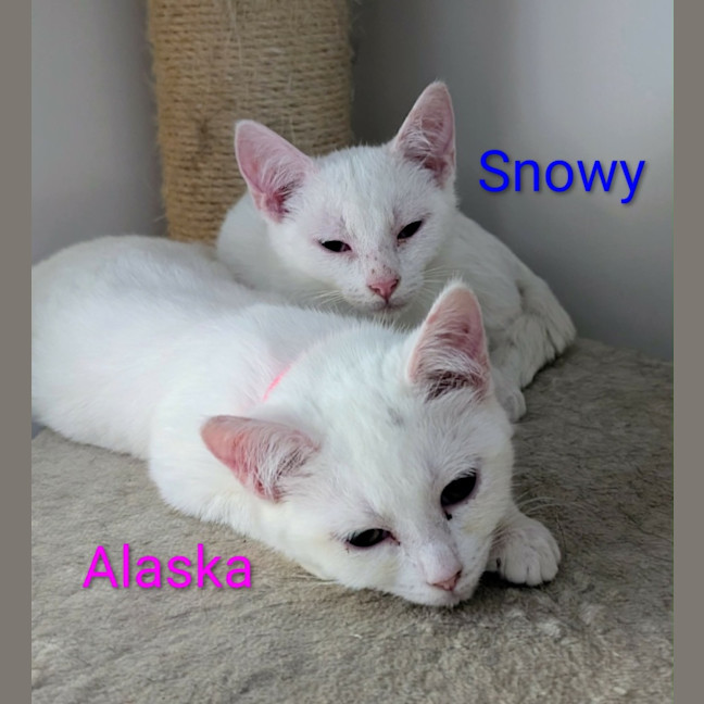 Photo of Snowy Meet Me @Petstock Clyde Store 