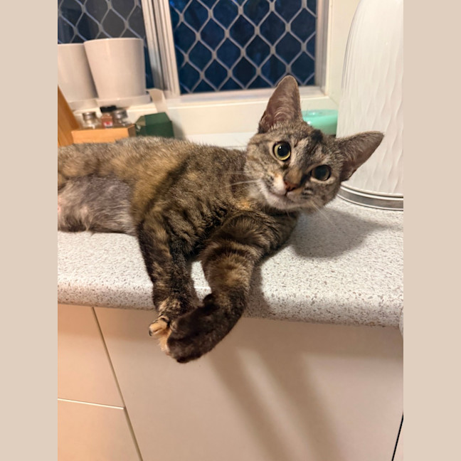 Photo of Pixie
