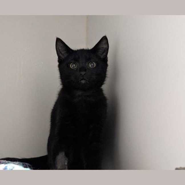 Photo of Lil' Petey