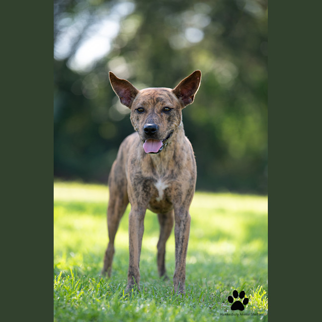 Photo of Bambi