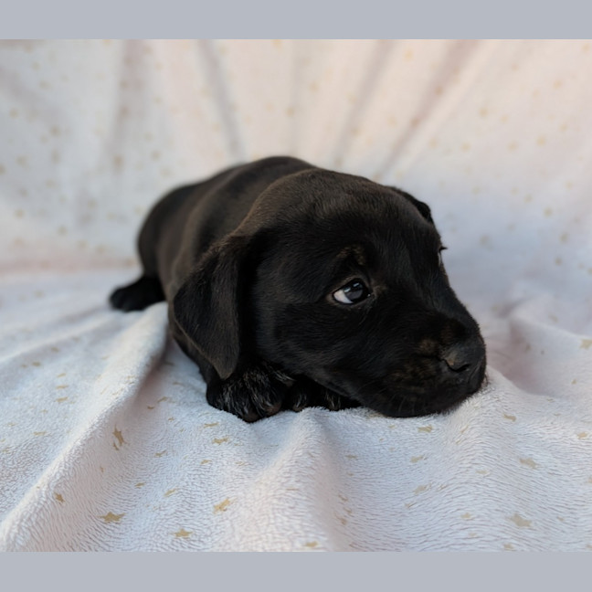 Photo of Bluey