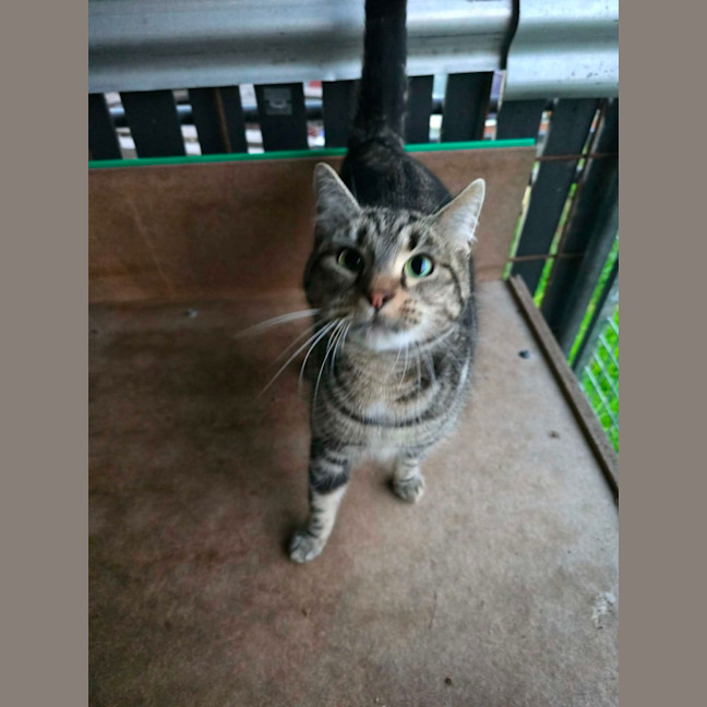 Photo of Ash