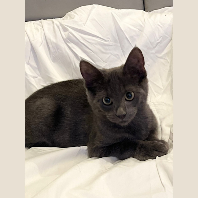Photo of Dewey