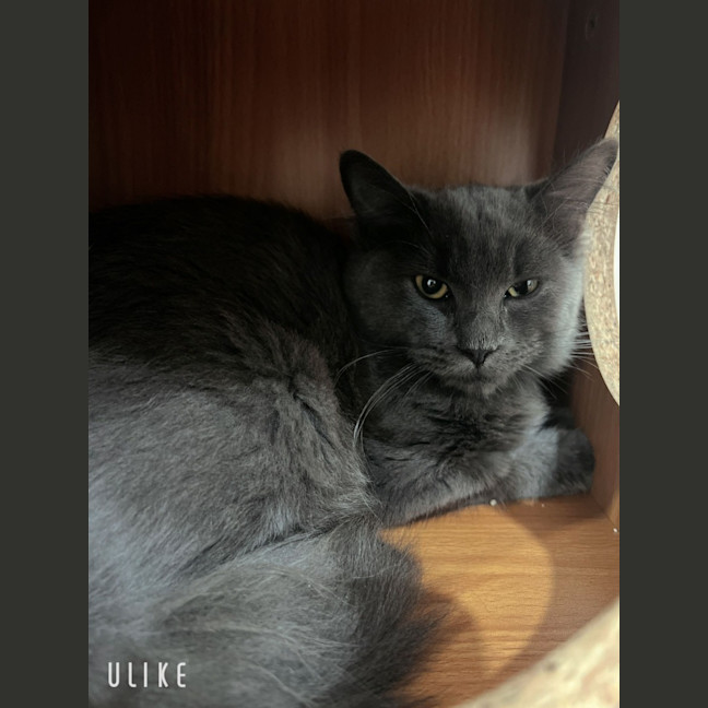 Photo of Mulan