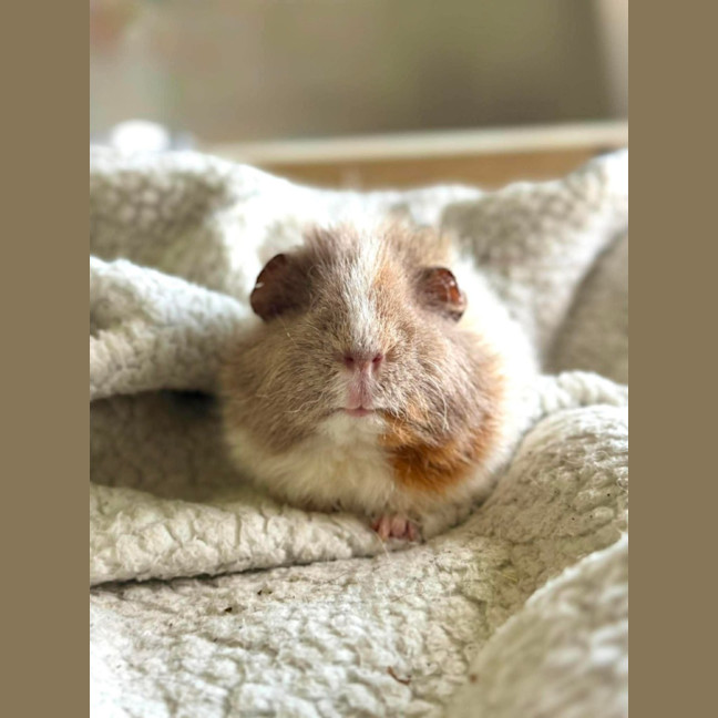 Photo of Milo