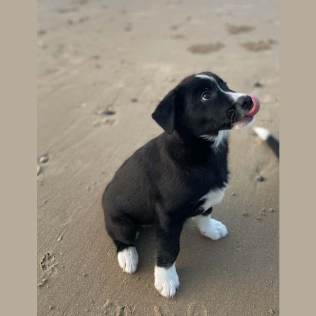 Photo of Koa
