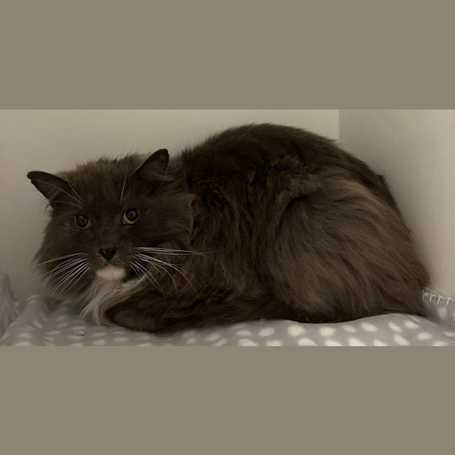 Photo of Silky