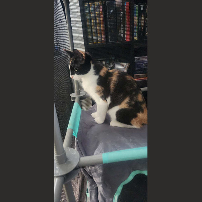 Photo of Nova