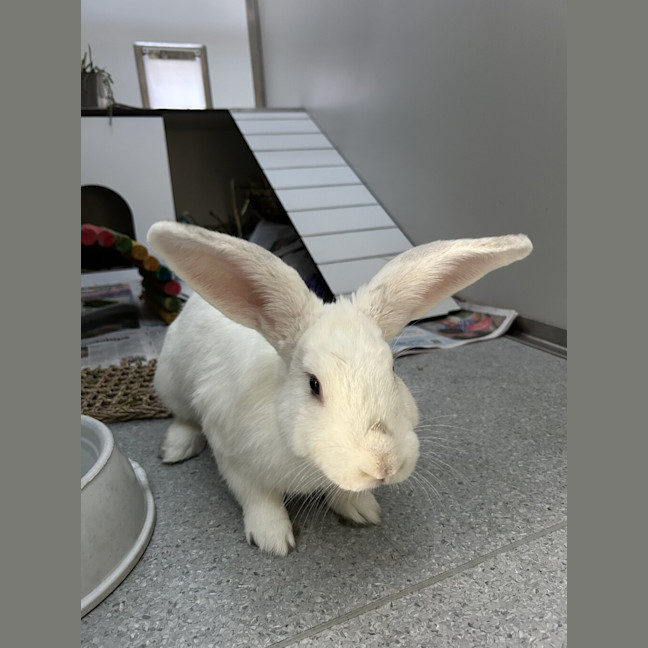 Photo of Lumi