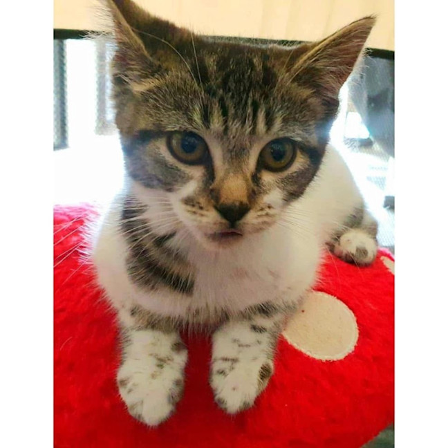 Photo of 11407   Chip