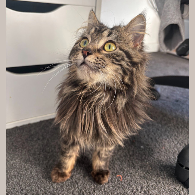 Photo of Dill Pickle