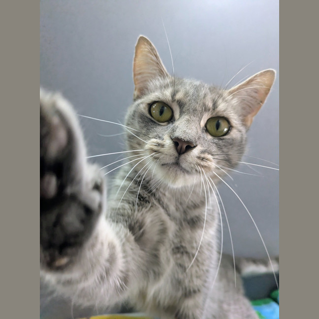 Photo of Flick