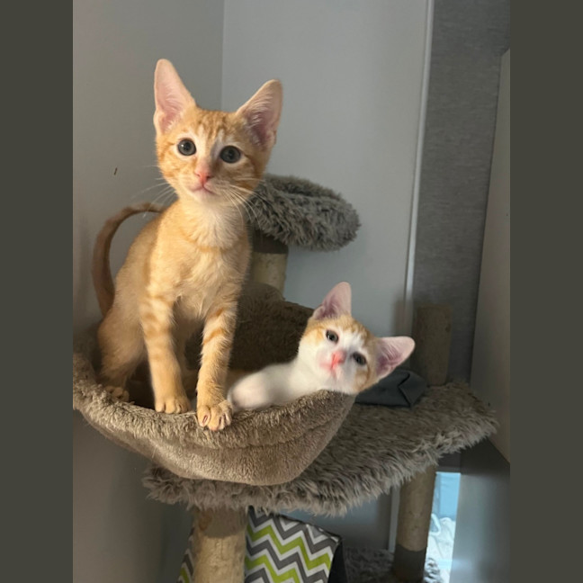 Photo of Cheddar & Swiss