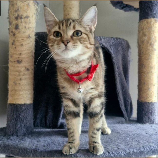 Photo of Chloe   Located In Wallan