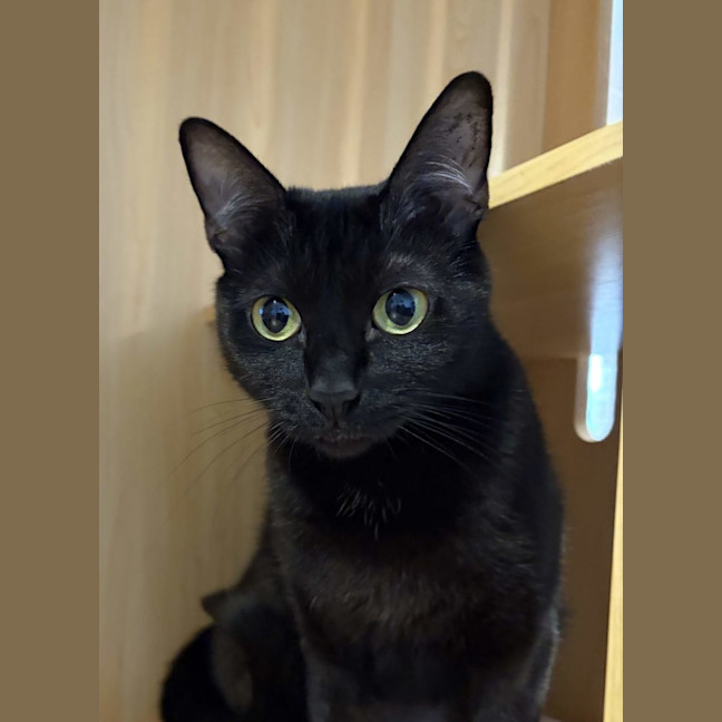 Photo of Nara At Pet Quarters Tuggerah