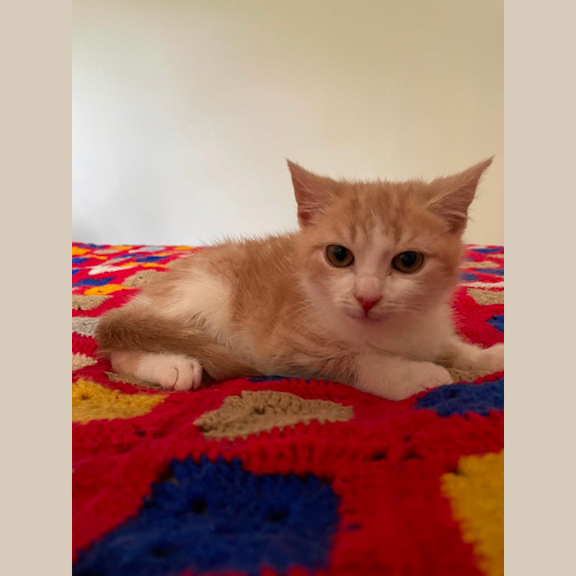 Photo of Harris**2nd Chance Cat Rescue**