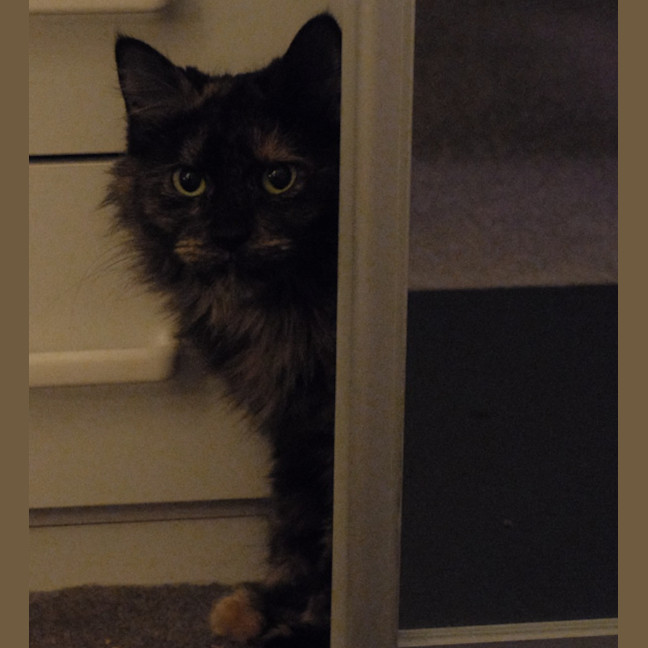 Photo of Ophelia
