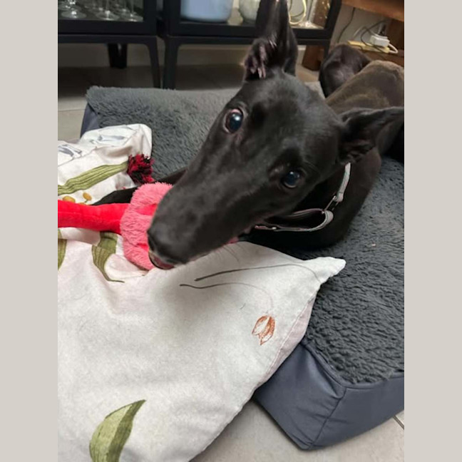 Photo of Chelsea, The Greyhound