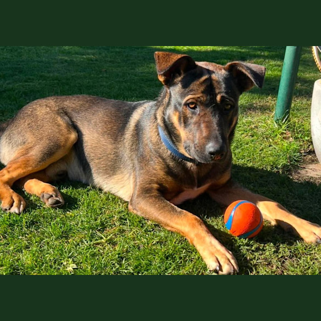 Photo of Jambo