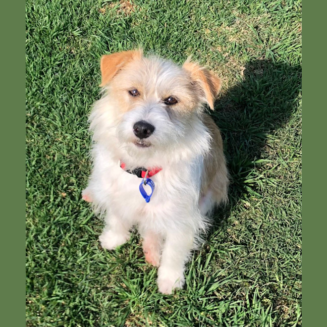 Photo of Luisa   19 Month Old Jack Russell X (Trial)