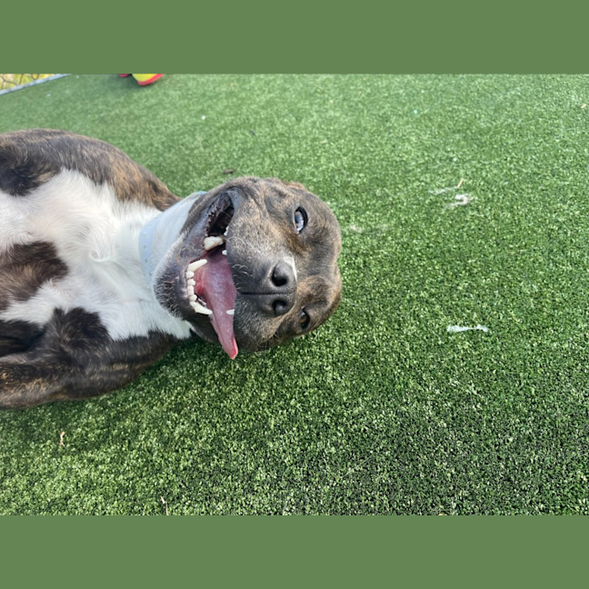 Photo of Goku Imp 1823