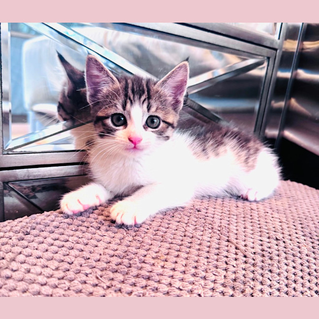 Photo of Dandelion 🌼
