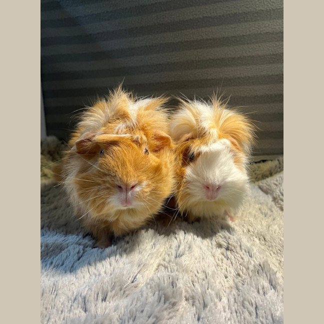 Photo of Spin (Desexed Male) & Tinkerbell