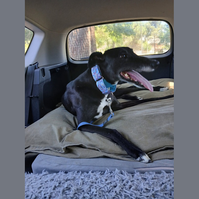 Photo of Jennifer, The Greyhound