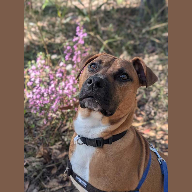 Photo of Bruno