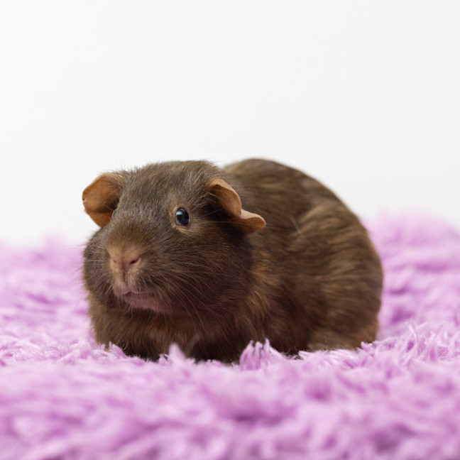 Photo of Muffin