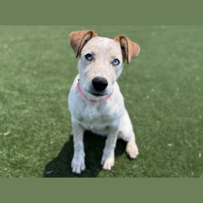 Photo of Amity Imp 3135