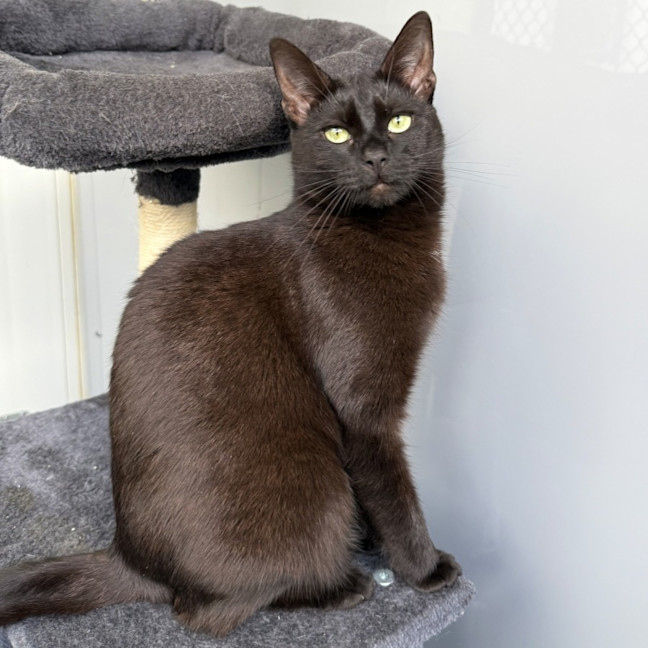Photo of Cinder