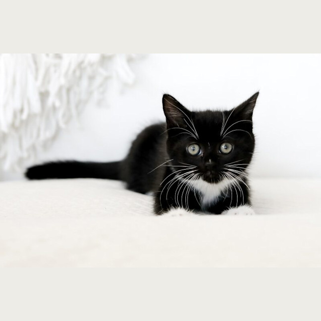 Photo of Nessie