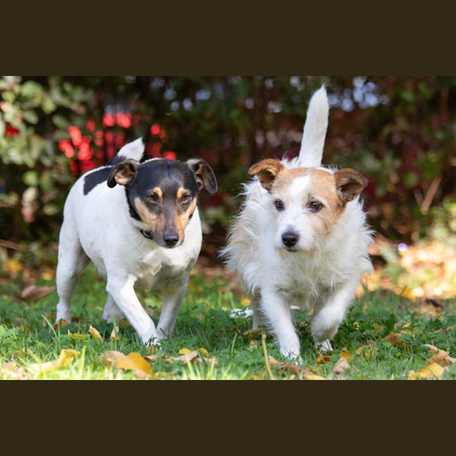 Photo of Oscar And Rocky Dumont