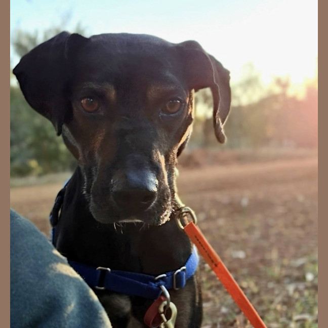Photo of Rocky